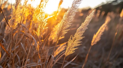 Aufkleber - Golden Sunset Over Graceful Grass Blades