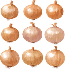 set of onions, vector illustration set