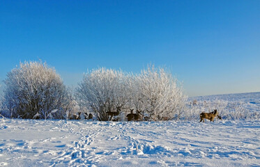 Winter landscape with roe deers on the snowy field at sunny winter day. Flock of European roe deer (Capreolus capreolus).