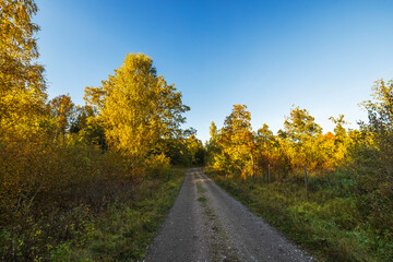 Wall Mural - Autumn forest trail with trees in golden foliage under clear blue sky during sunset. Sweden.