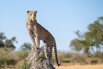 African leopard, Panthera leopard, Panthera pardus pardus, posing on the termite mound, Moremi game reserve, Okavango delta, Botswana, Africa