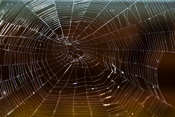 Detailed Spider Web Close-Up