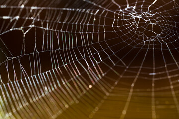 Detailed Spider Web Close-Up