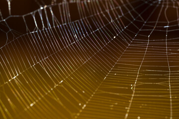 Detailed Spider Web Close-Up