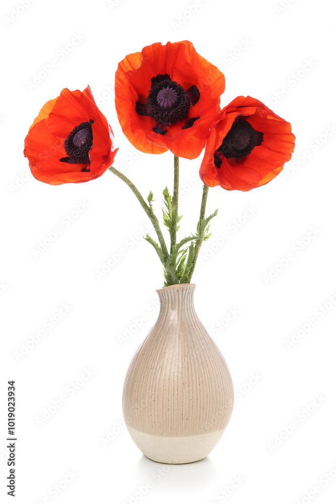 Vase with beautiful poppy flowers on white background