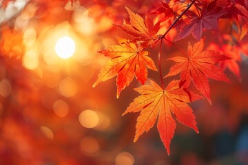 Radiant sunlight illuminates vibrant red maple leaves in autumn s beautiful foliage display