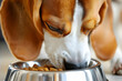 © Putu - A beagle dog eating from a stainless steel bowl.