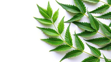 Medicinal neem leaf herb on white background