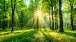 © beng - Angle green forest glade in light sparkle sun