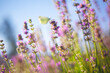 © Ilya/Stocksy - Lavender flower butterfly