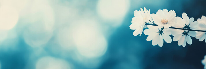 Poster - Delicate white blossoms on a branch with a soft blue background.