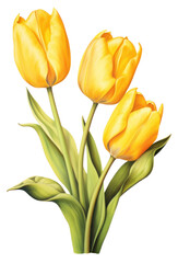 Wall Mural - png yellow tulips flower plant white background.