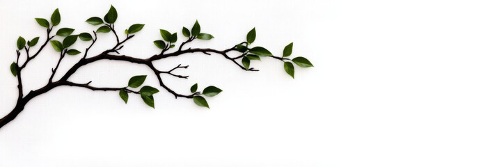 Wall Mural - Branch with green leaves on a white background.