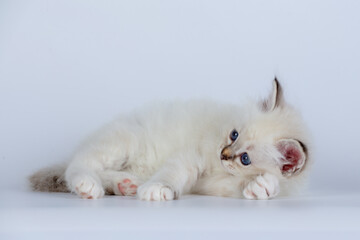 Wall Mural - Sacred Birman kitten seal tabby point color, birma Cat isolated on a white background, studio photo