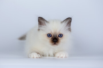 Wall Mural - Sacred Birman kitten shocolate point color, birma Cat isolated on a white background, studio photo