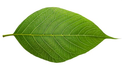 A close-up of a single, green leaf isolated on a white background shows its veins and fresh, natural texture