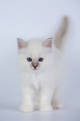 Wall Mural - Sacred Birman kitten seal tabby point color, birma Cat isolated on a white background, studio photo