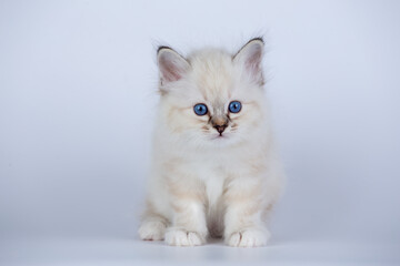 Wall Mural - Sacred Birman kitten seal tabby point color, birma Cat isolated on a white background, studio photo