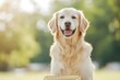© Downloads - Proud Senior Dog Wins Prize at Heartwarming Pet Contest