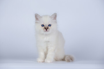 Wall Mural - Sacred Birman kitten seal tabby point color, birma Cat isolated on a white background, studio photo