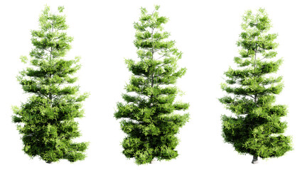 Poster - evergreen tree isolated transparent background.3d rendering