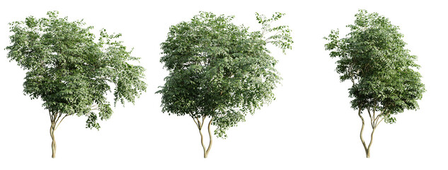 Poster - beautiful tree japanese cherry leaf isolated transparent background.3d rendering