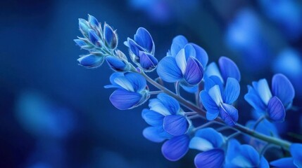 A close-up of a blue flower branch showcasing delicate petals and vibrant colors.