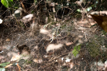 Close-up of a spider in a big 3 dimensional spiderweb in tropical north Queensland, Australia