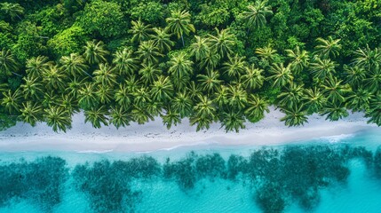 Wall Mural - aerial view of lush palm trees lining a white sand beach and crystal clear turquoise water.