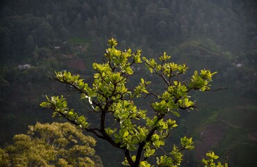 trees in the forest