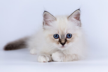 Wall Mural - Sacred Birman kitten seal tabby point color, birma Cat isolated on a white background, studio photo