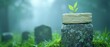 © CHONCHANOK PHOTO - A small green plant emerges from a stone, symbolizing resilience and renewal amidst a misty forest background.