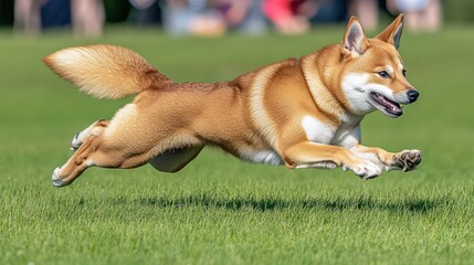 Poster - A dog joyfully leaps through a grassy field, showcasing its agility and playful spirit.