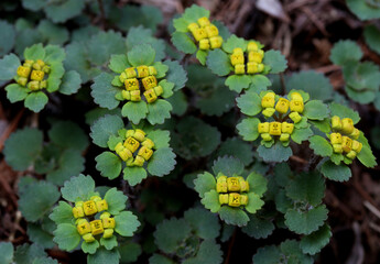 Wall Mural - Spring flower, Chrysosplenium at Cheonggye Mt near Seongnam-si, Korea