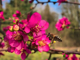 bee on pink flower