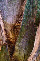 textured palm tree bark