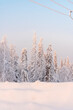 © Olga Sibirskaya/Stocksy - Snow frosted winter forest