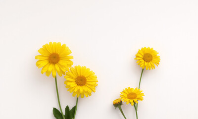 yellow flowers blank space  isolated on white background