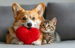 © yevgeniya131988 - Corgi and kitten with heart toy on white background