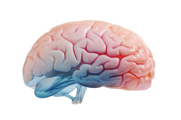 Aufkleber - Detailed illustration of a human brain showcasing intricate structures.