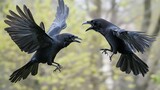 Two black ravens in mid-air confrontation against a blurred natural background.