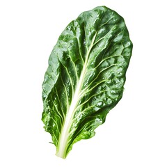 Green Swiss Chard Leaf Isolated on White Background