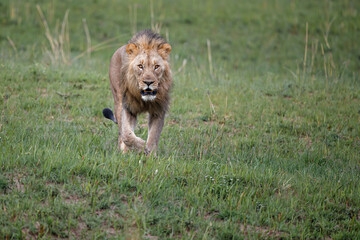 Wall Mural - Male lion hanging around in Nkomazi game reserve with rocks and plains at Badplaas in South Africa