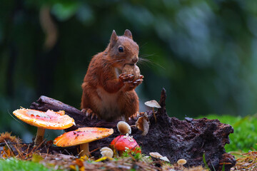 Wall Mural - Eurasian red squirrel (Sciurus vulgaris) searching for food in the autumn in the forest with mushrooms in the South of the Netherlands. 