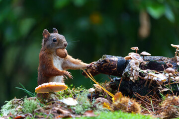 Wall Mural - Eurasian red squirrel (Sciurus vulgaris) searching for food in the autumn in the forest with mushrooms in the South of the Netherlands. 