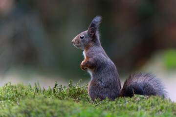 Wall Mural - Eurasian red squirrel (Sciurus vulgaris) searching for food in the autumn in the forest in the South of the Netherlands. 
