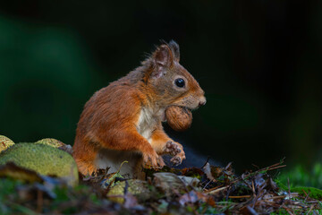 Wall Mural - Eurasian red squirrel (Sciurus vulgaris) searching for food in the autumn in the forest with mushrooms in the South of the Netherlands. 