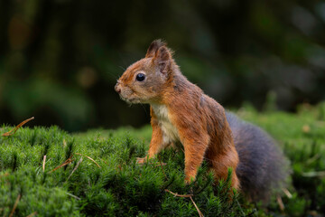 Wall Mural - Eurasian red squirrel (Sciurus vulgaris) searching for food in the autumn in the forest in the South of the Netherlands. 