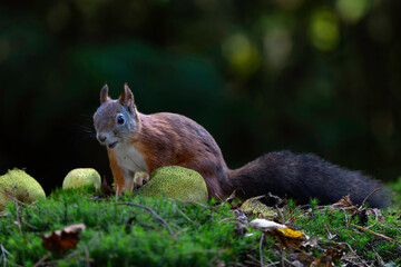 Wall Mural - Eurasian red squirrel (Sciurus vulgaris) searching for food in the autumn in the forest with mushrooms in the South of the Netherlands. 