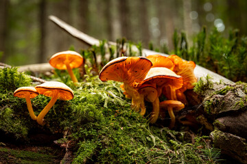 Wall Mural - Autumn mushroom picking season, mushrooms in the forest on a stump.